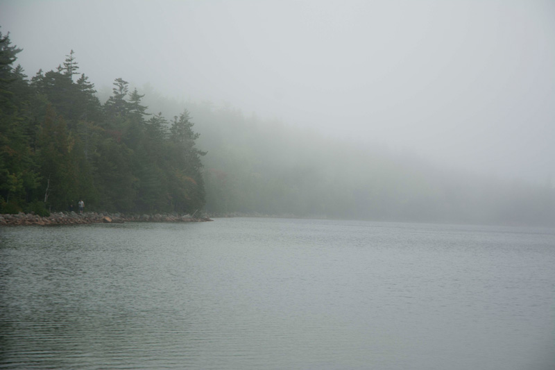 Pine trees by a pond, in mist and fog.
