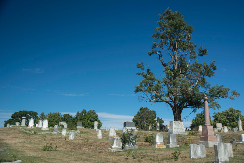 A tall tree standing among tombstones.