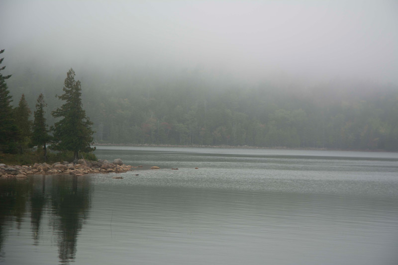 Trees by a lake.