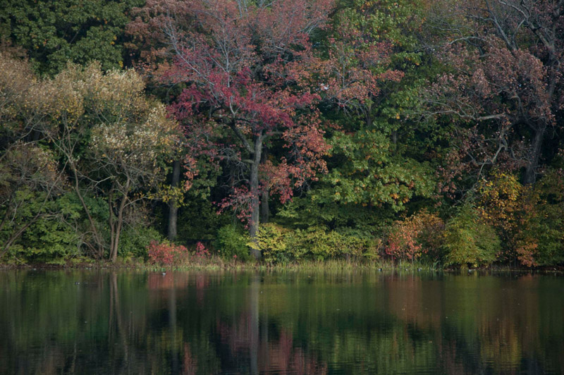 Trees in varied fall colors by a pond.