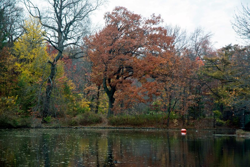 Trees in various autumn colors.