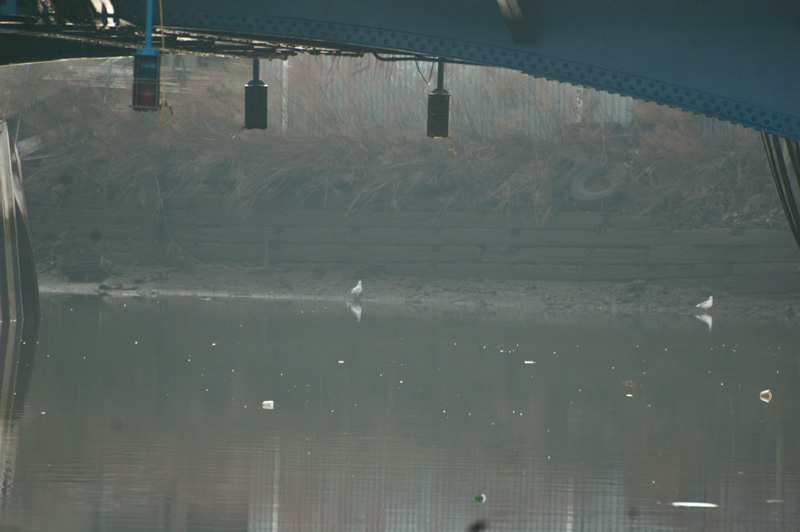 The Gowanus Canal, with terns beyond a bridge.