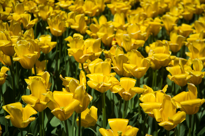 A bed of hundreds of yellow tulips.