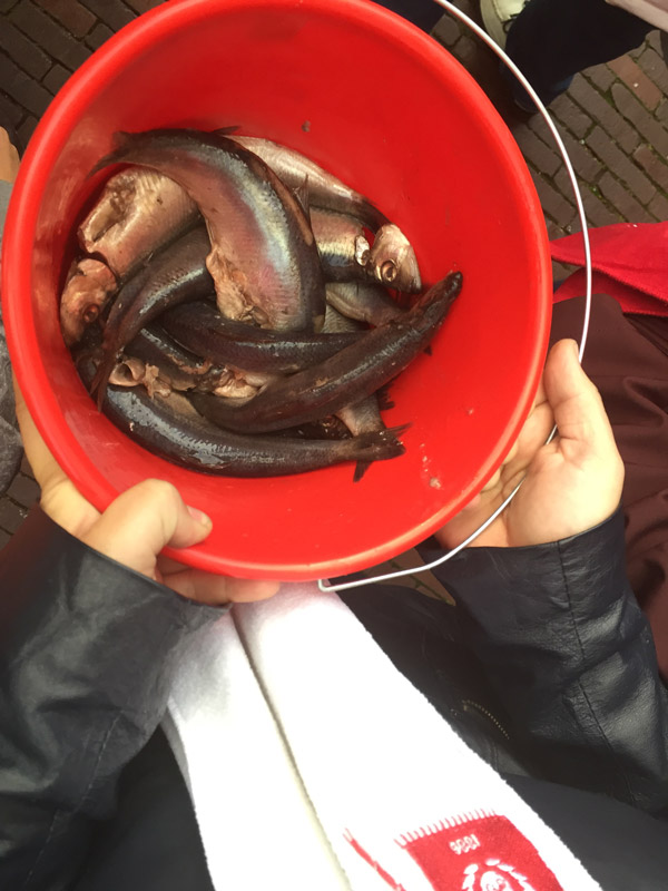 Herring, in a red bucket.