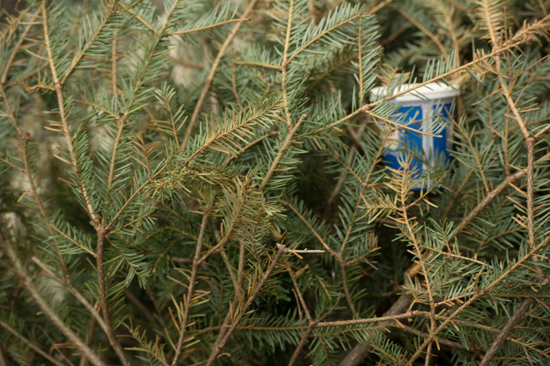 A discarded blue paper coffee cup wedged in a Christmas tree set on the curb.