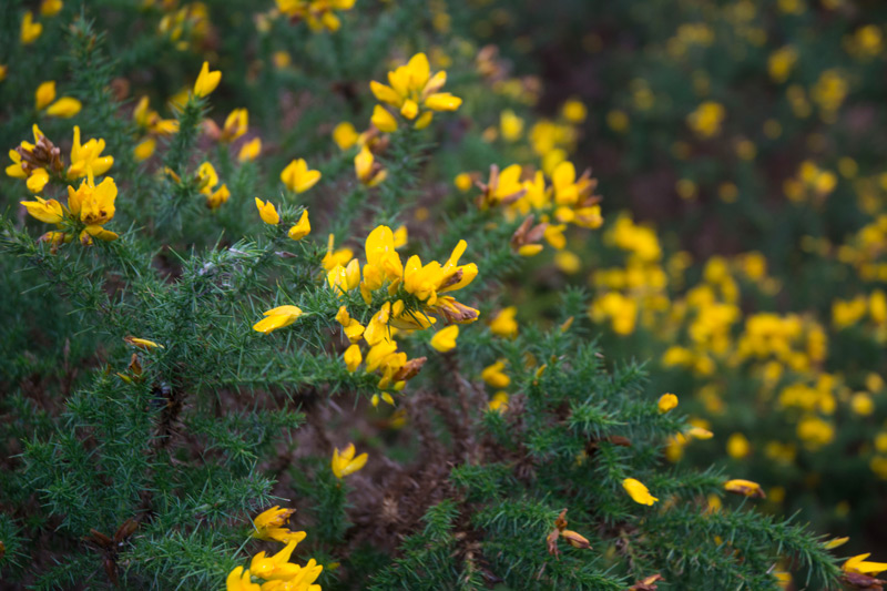 A gorse bush, in bloom.