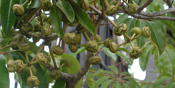Pods on a
tree.