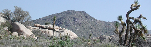 Picture shows a
mountain, with rocks and a Joshua Tree.