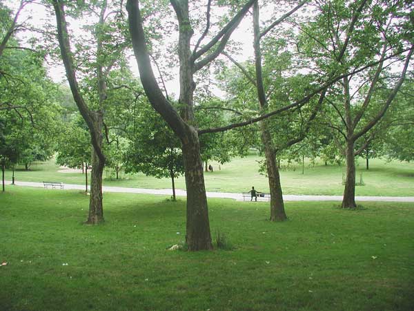 A few green trees in the foreground, a man
on a bench, and a lawn in the background.