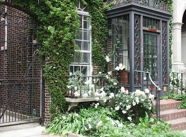 White rose bushes and ivy at the front of a brick
building.