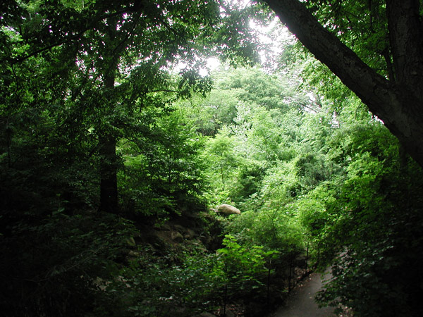 Trees in shadows, with a section of
light.