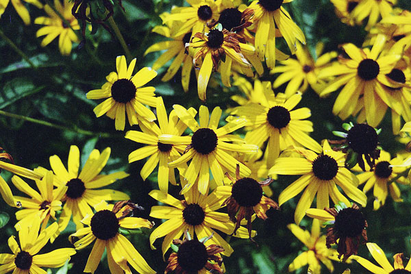 Several Black-eyed Susans shown against green background.