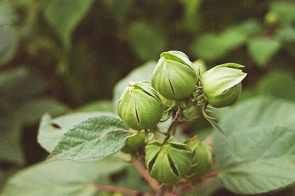 A cluster of flower buds bare opening.