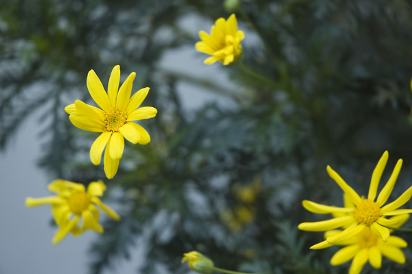 A few yellow flowers stand our from their greenery.