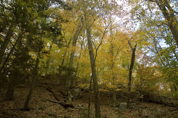 Trees with yellow leaves are cast against a blue sky.