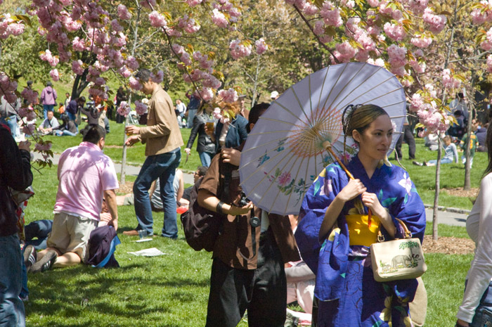 A woman in traditional Japanese garb holding a paper parasol adds atmosphere to the Brooklyn Botanic Garden's Cherry Blossom Festival.