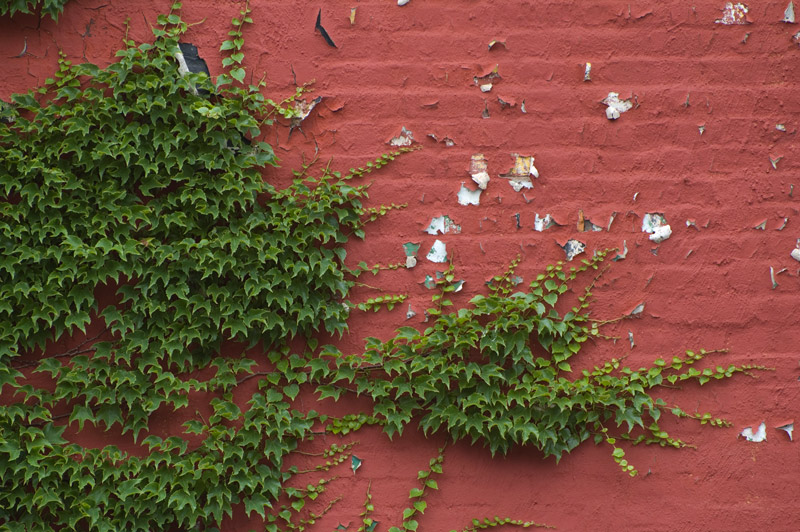 A vine covers much of a red wall.
