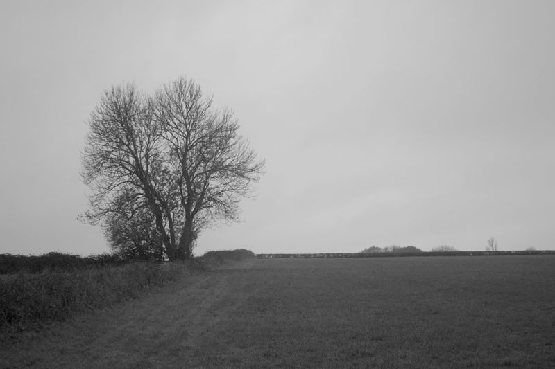 A leafless tree, standing in a field.